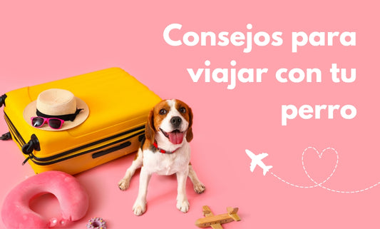 Consejos para viajar con tu perro