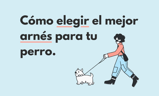 Cómo elegir el mejor arnés para tu perro